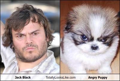 Jack Black Totally Looks Like Angry Puppy