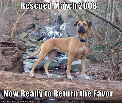 Rescued March 2008  Now Ready to Return the Favor
