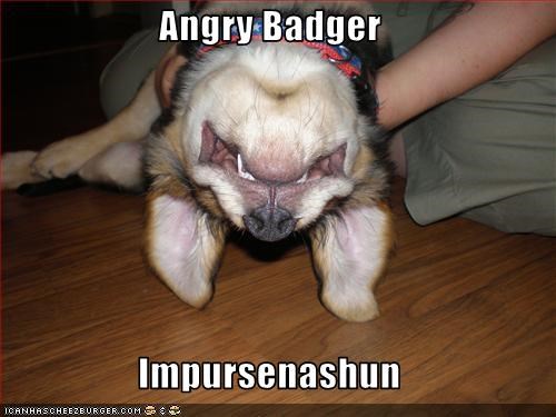 Angry Badger  Impursenashun