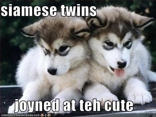 siamese twins  joyned at teh cute