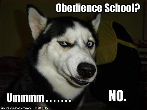 Obedience School?