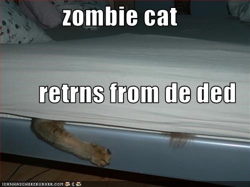 zombie cat retrns from de ded