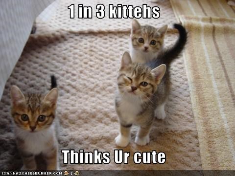 1 in 3 kittehs  Thinks Ur cute