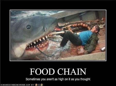 FOOD CHAIN
