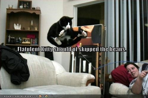 Flatulent Kitty should of skipped the beans.