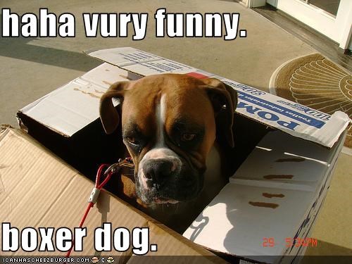 haha vury funny.   boxer dog.