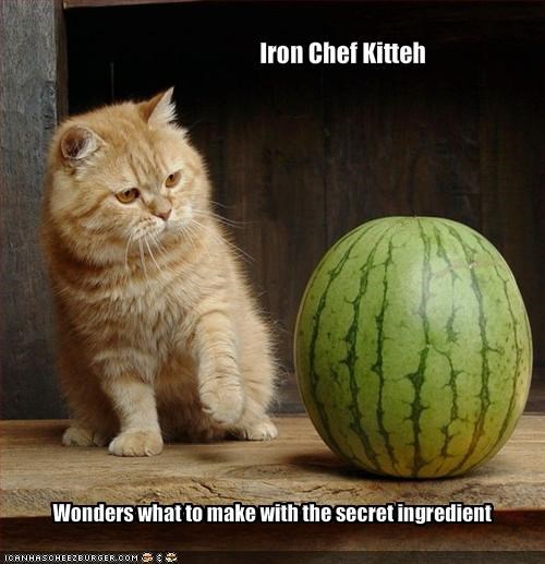 Iron Chef Kitteh