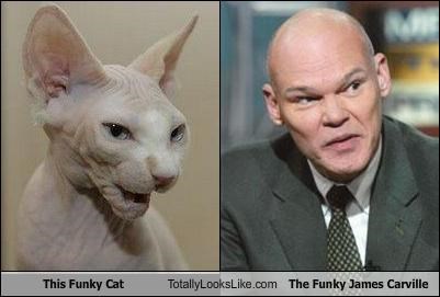 This Funky Cat Totally Looks Like The Funky James Carville