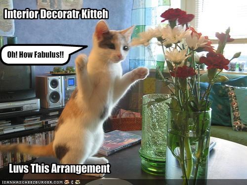 Interior Decoratr Kitteh
