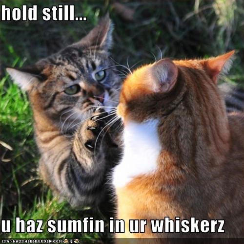 hold still...  u haz sumfin in ur whiskerz