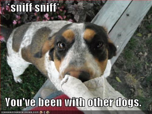 *sniff sniff*     You've been with other dogs.