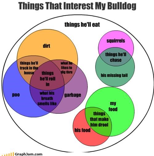 Things That Interest My Bulldog