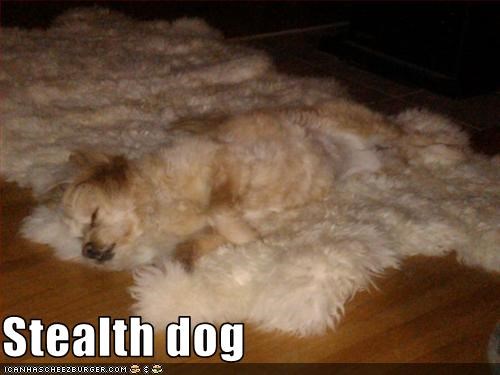 Stealth dog