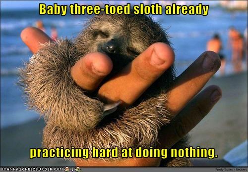 Baby three-toed sloth already     practicing hard at doing nothing.