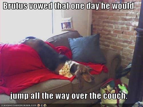 Brutus vowed that one day he would   jump all the way over the couch.