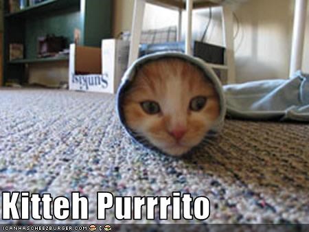 Kitteh Purrrito