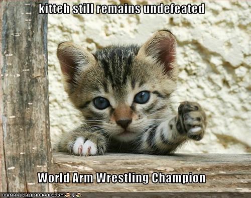 kitteh still remains undefeated  World Arm Wrestling Champion