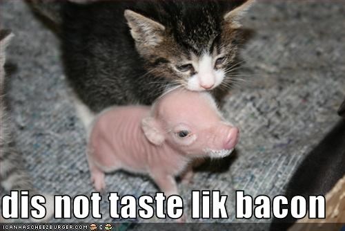 dis not taste lik bacon