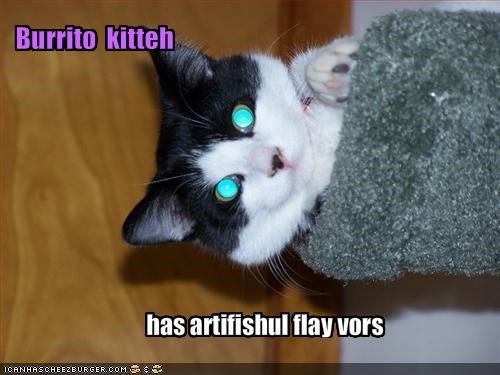 Burrito  kitteh