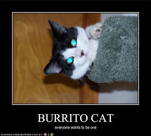 BURRITO CAT
