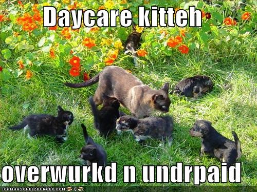 Daycare kitteh  overwurkd n undrpaid