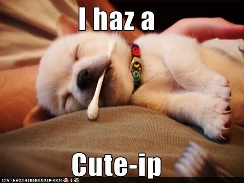 I haz a  Cute-ip