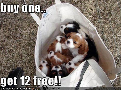 buy one..  get 12 free!!