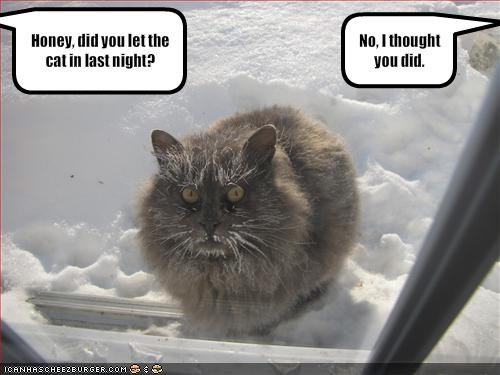 Honey, did you let the cat in last night?