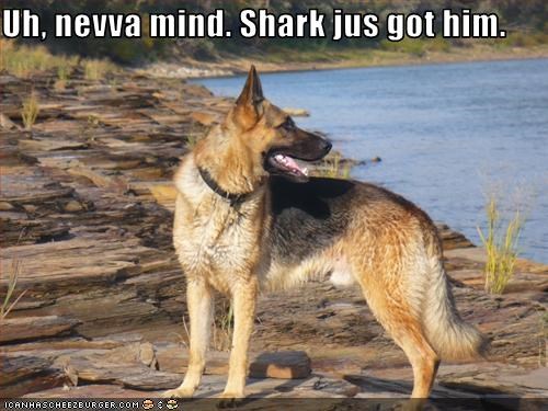 Uh, nevva mind. Shark jus got him.