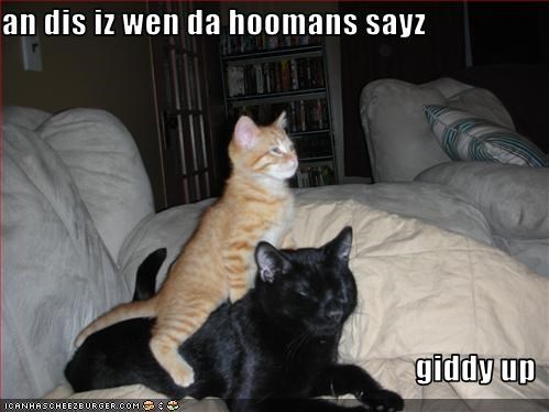 an dis iz wen da hoomans sayz   giddy up