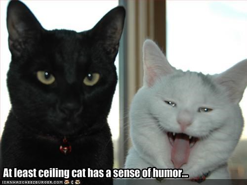 At least ceiling cat has a sense of humor...