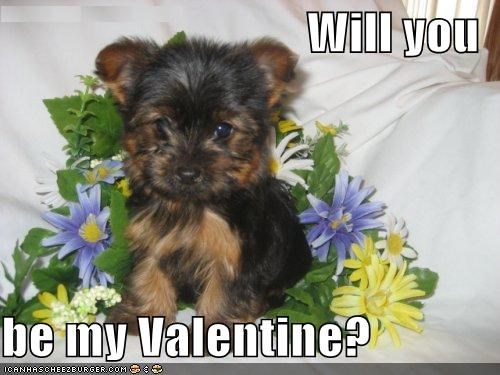 Will you  be my Valentine?
