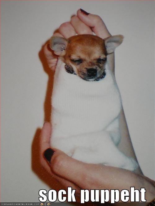 sock puppeht
