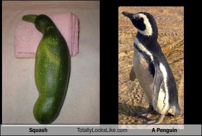 Squash Totally Looks Like A Penguin