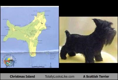 Christmas Island Totally Looks Like A Scottish Terrier