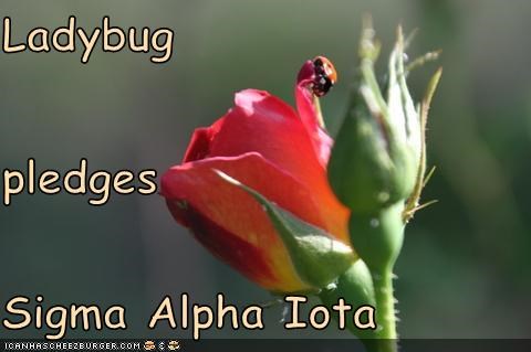 Ladybug  pledges Sigma Alpha Iota