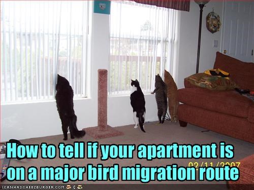 How to tell if your apartment is on a major bird migration route
