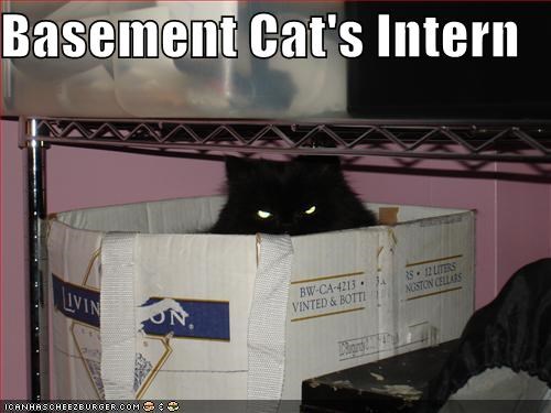 Basement Cat's Intern