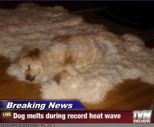 Breaking News - Dog melts during record heat wave