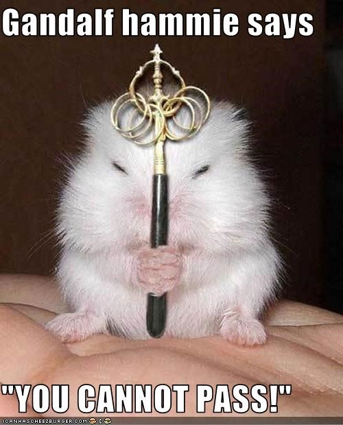 Gandalf hammie says  "YOU CANNOT PASS!"