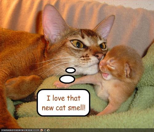 I love thatnew cat smell!
