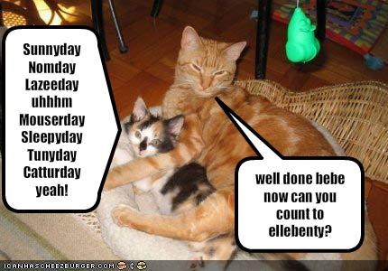 Sunnyday Nomday Lazeeday uhhhmMouserday Sleepyday Tunyday Catturdayyeah!