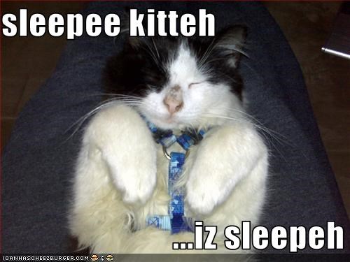 sleepee kitteh                           ...iz sleepeh