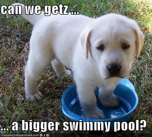 can we getz ...  ... a bigger swimmy pool?