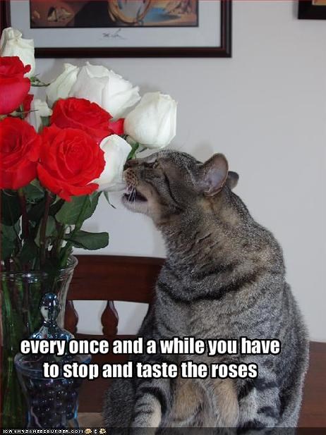 every once and a while you have to stop and taste the roses