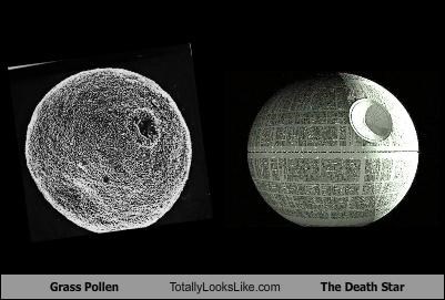 Grass Pollen Totally Looks Like The Death Star