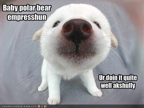 Baby polar bear empresshun