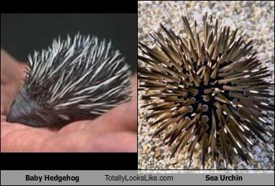 Baby Hedgehog Totally Looks Like Sea Urchin