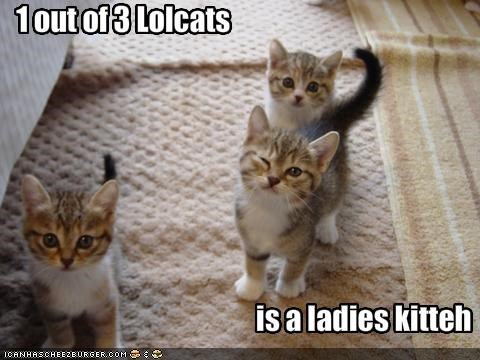 1 out of 3 Lolcats 