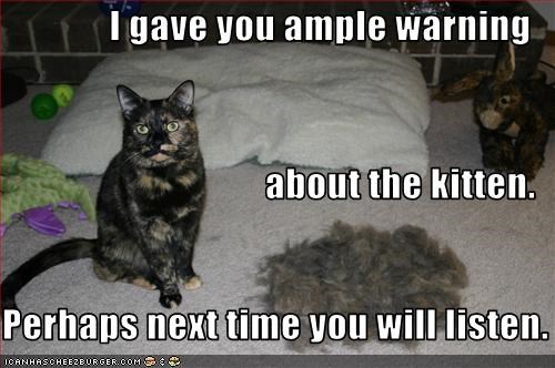 I gave you ample warning about the kitten. Perhaps next time you will listen.